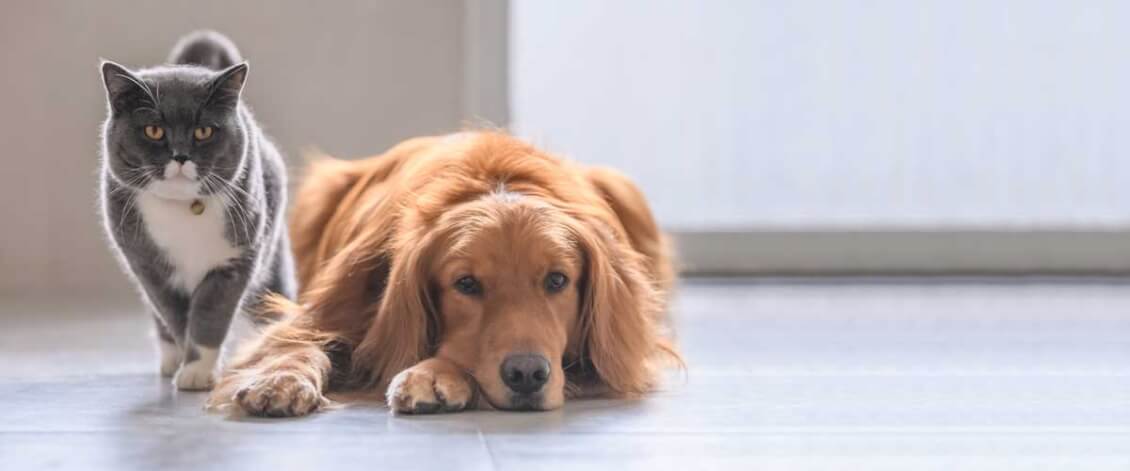Catering to pets